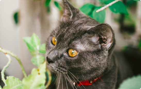 cat